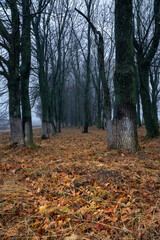 Mystical autumn oak forest in light fog with dark trunks and branches over a carpet of fallen leaves