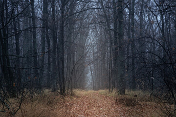 Mystical autumn oak forest in light fog with dark trunks and branches over a carpet of fallen leaves