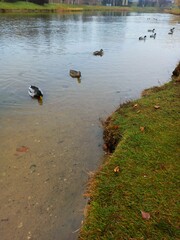 ducks on the river