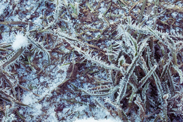 frost on the grass..