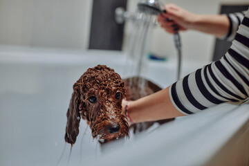 An adorable dog getting bathed by his owner at home