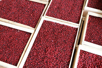 Berries of cowberry in wooden boxes