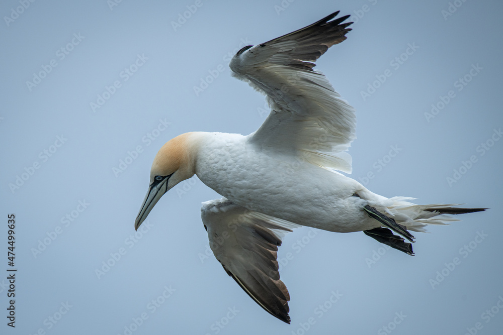Poster looking up at the underneath of a northern gannet in flight. there is a clear blue sky in the backgr
