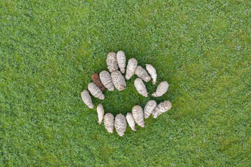 Aerial top down view of sheep herd feeding on grass in green field.