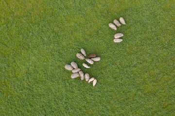 Aerial top down view of sheep herd feeding on grass in green field.
