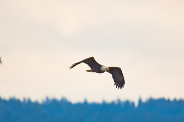 Fototapeta na wymiar A picture of a Bald eagle flying in the sky. Delta BC Canada 