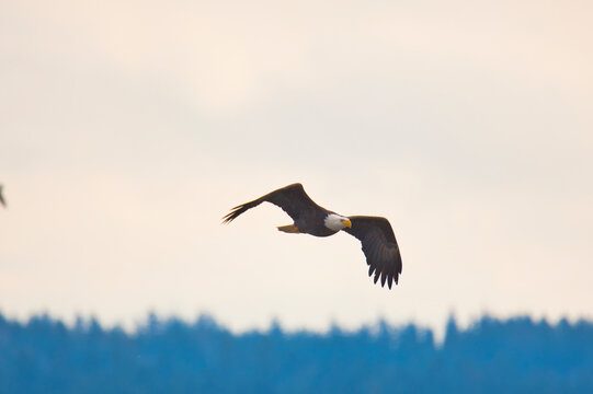 A picture of a Bald eagle flying in the sky.   Delta BC Canada
