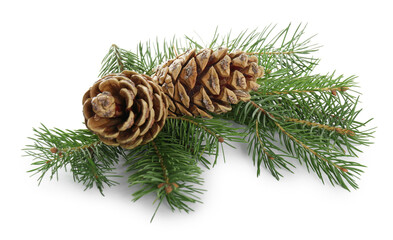 Beautiful fir tree branches with pinecones on white background