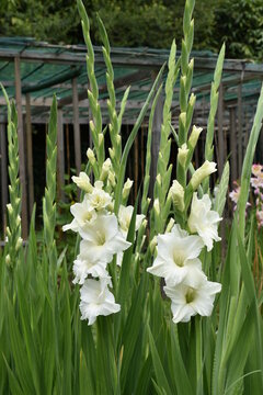 Gla&iuml;eul White prosperity