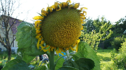 Big yellow flower, sunflower in the garden.