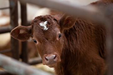 Limousin calf posing for camera in stable