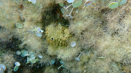 Stinker sponge (Sarcotragus fasciculatus) undersea, Aegean Sea, Greece, Halkidiki
