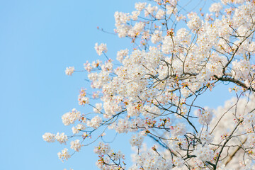cherry blossom