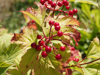 Viburnum opulus | Petit arbuste viorne obier ou aubier aux grappes de baies rouges et brillantes dans un feuillage trilobé, vert et rouge lie-de-vin en automne