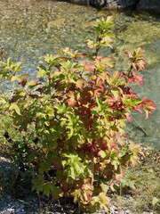 Viorne obier (Viburnum opulus). Petit arbuste décoratif aux baies rouges et au feuillage vert à rouge lie-de-vin en automne dans une haie le long d'un cours d'eau