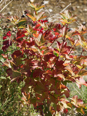 Viburnum opulus - La Viorne obier ou rose de Gueldre, arbuste aux petites baies en corymbes au bout de tiges à écorce rougeâtres garnies d'un feuillage lobé et palmé, vert et rougeoyant lie-de-vin 