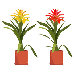Red and yellow bromeliad guzmanias in pot, isolated on white background. Homemade houseplant