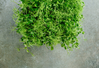 Microgreens. Young sprouts on a gray-blue background.