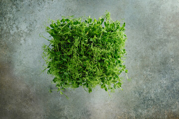Microgreens. Young sprouts on a gray-blue background.