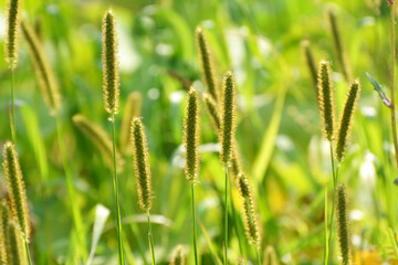 Setaria grows in the field.