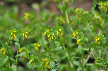 Cerinthe minor grows in nature