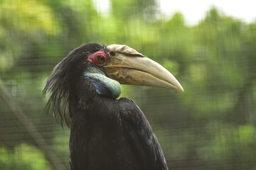 Female Buceros rhinoceros, The rhinoceros hornbill  is a large species of forest hornbill, Bucerotidae, a large arboreal hornbill and the species was uplisted to vulnerable from near threatened. 