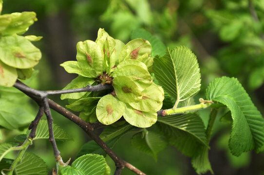 Elm (Ulmus) twig with leaves and flower
