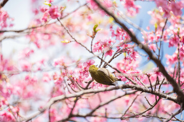 河津桜に飛び乗るメジロ