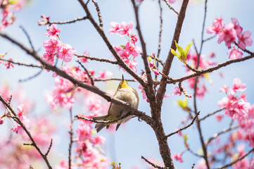 河津桜に飛び乗るメジロ