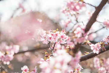 河津桜に飛び乗るメジロ