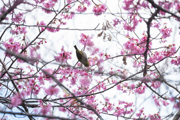河津桜に飛び乗るメジロ