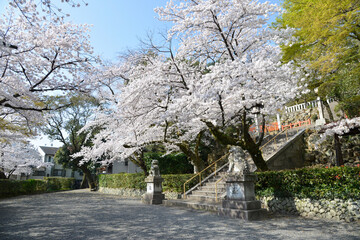 春の建勲神社　参道の桜　京都市北区紫野