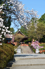 春の建勲神社　境内の桜　京都市北区紫野