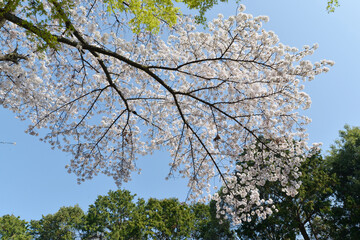 春の建勲神社　境内の桜　京都市北区紫野