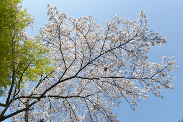春の建勲神社　境内の桜　京都市北区紫野