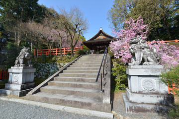 春の建勲神社　参道の階段と拝殿　京都市北区紫野