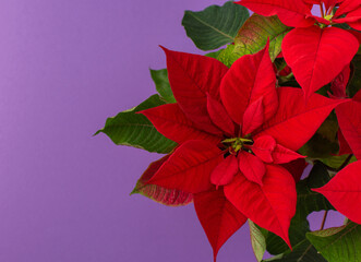 Beautiful Christmas flower Poinsettia close-up on a purple background