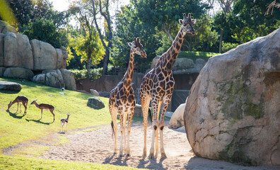 giraffes in Valencia Biopark  Spain