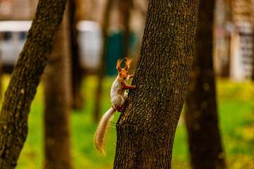 squirrel on a tree