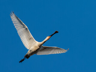 Eurasian spoonbill (Platalea leucorodia). Bird in flight.