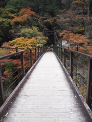 Fototapeta na wymiar the beautiful autumn leaves of hatonosu valley in Tokyo