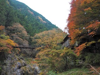 the beautiful autumn leaves of hatonosu valley in Tokyo