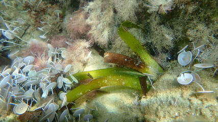 Neptune grass or Mediterranean tapeweed (Posidonia oceanica) undersea, Aegean Sea, Greece,...