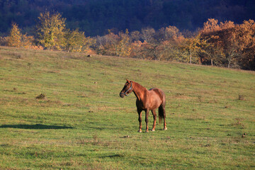 Beautiful landscape where the horse is on a green meadow