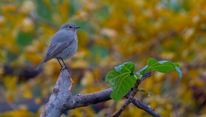 Black Redstart in cold weather perched on tree with colored background ( Phoenicurus ochruros ) 
