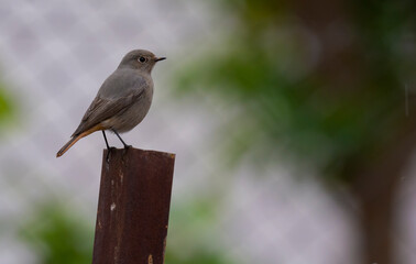 Black Redstart on metal pole perched in cold weather ( Phoenicurus ochruros )