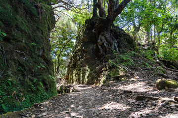 Hiking path in the forest in Levada do Caldeirao Verde Trai