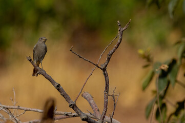Beautiful shots of the Black Redstart bird perched on the tree branch in the nature environment at noon ( Phoenicurus ochruros )