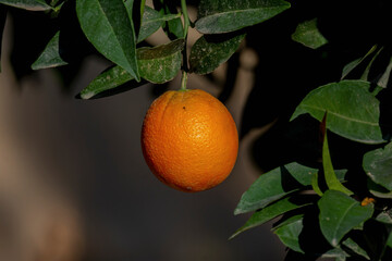 orange tree looks very fresh in the garden of the house ( organic ) 
