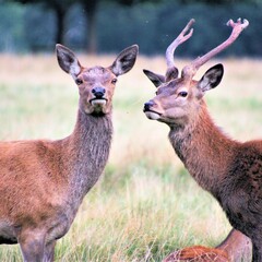 A close up of a Red Deer